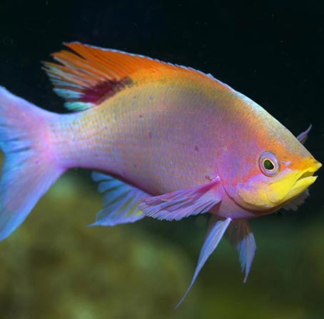 电话呼叫软件网页版